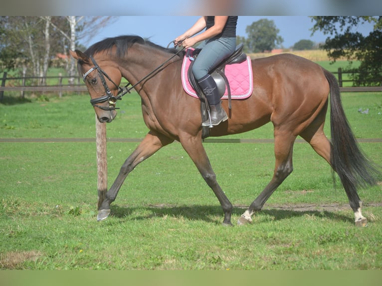 Autres races Jument 6 Ans 165 cm Bai in Breda