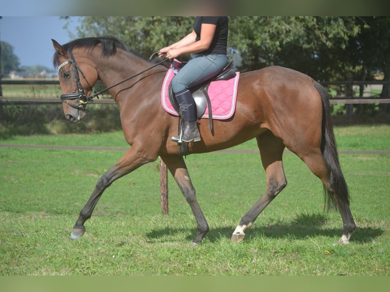 Autres races Jument 6 Ans 165 cm Bai in Breda
