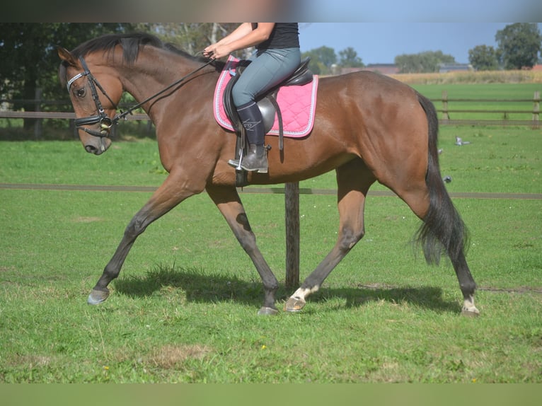 Autres races Jument 6 Ans 165 cm Bai in Breda