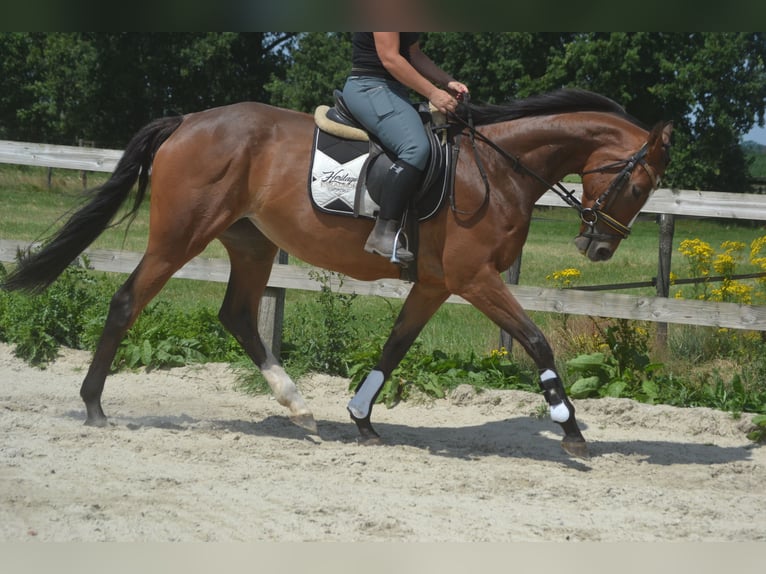 Autres races Jument 6 Ans 165 cm Bai in Breda