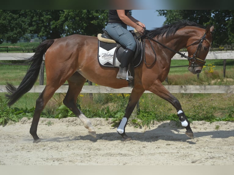 Autres races Jument 6 Ans 165 cm Bai in Breda