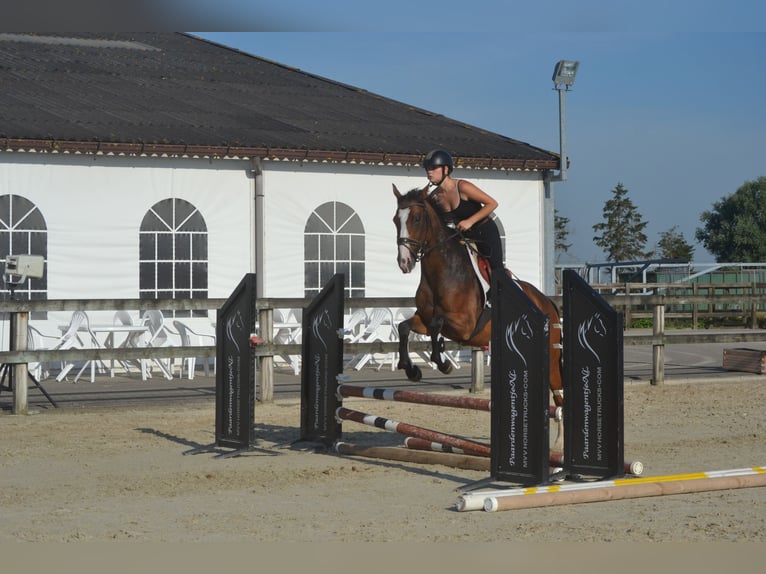 Autres races Jument 6 Ans 165 cm Bai in Breda