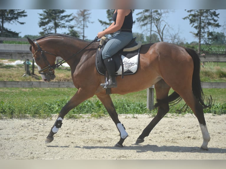 Autres races Jument 6 Ans 165 cm Bai in Breda