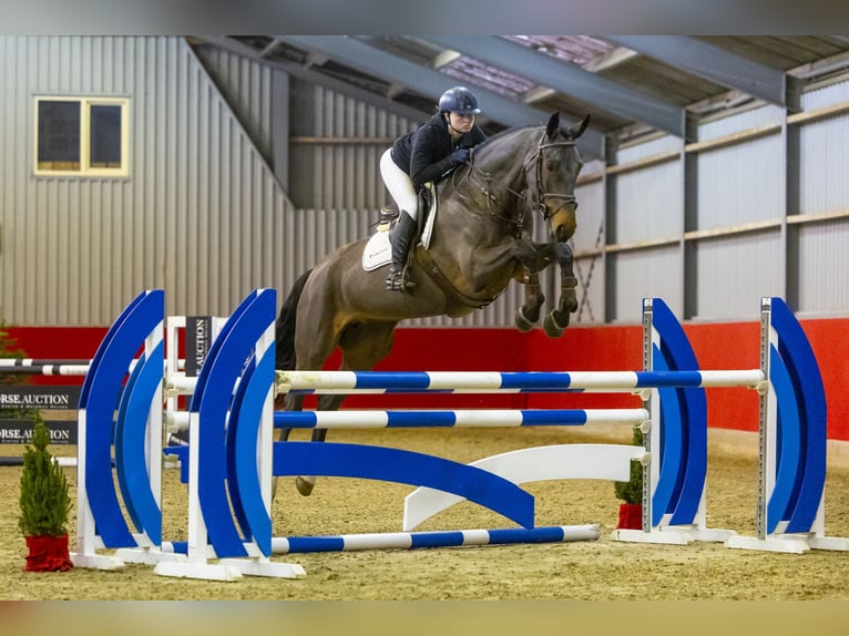 Autres races Jument 6 Ans 168 cm Bai brun in Waddinxveen