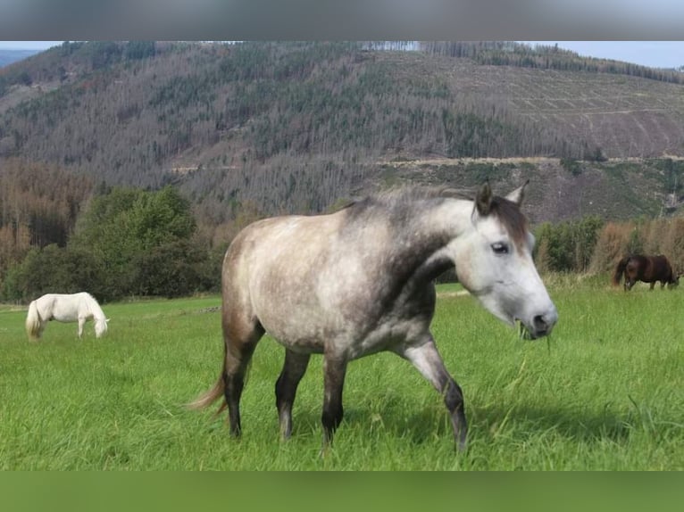 Autres races Jument 7 Ans 123 cm Gris pommelé in Wurzbach