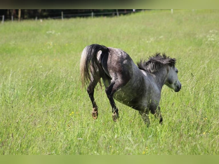 Autres races Jument 7 Ans 123 cm Gris pommelé in Wurzbach