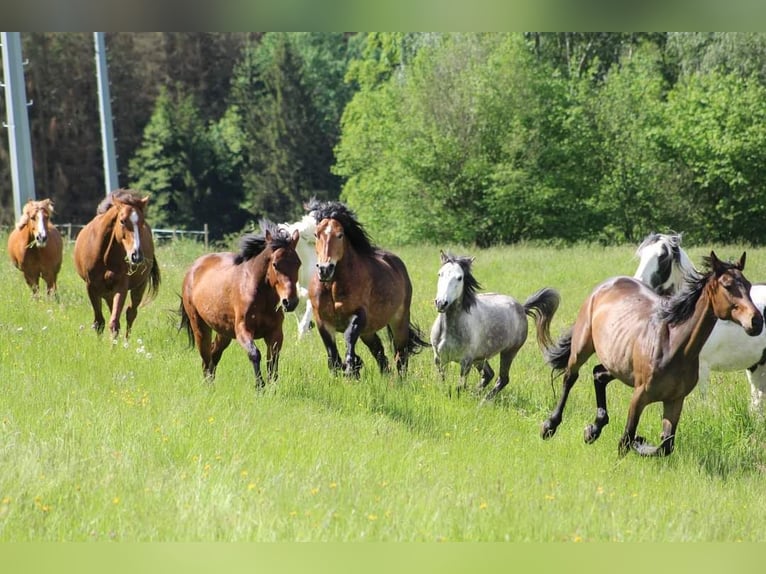 Autres races Jument 7 Ans 123 cm Gris pommelé in Wurzbach