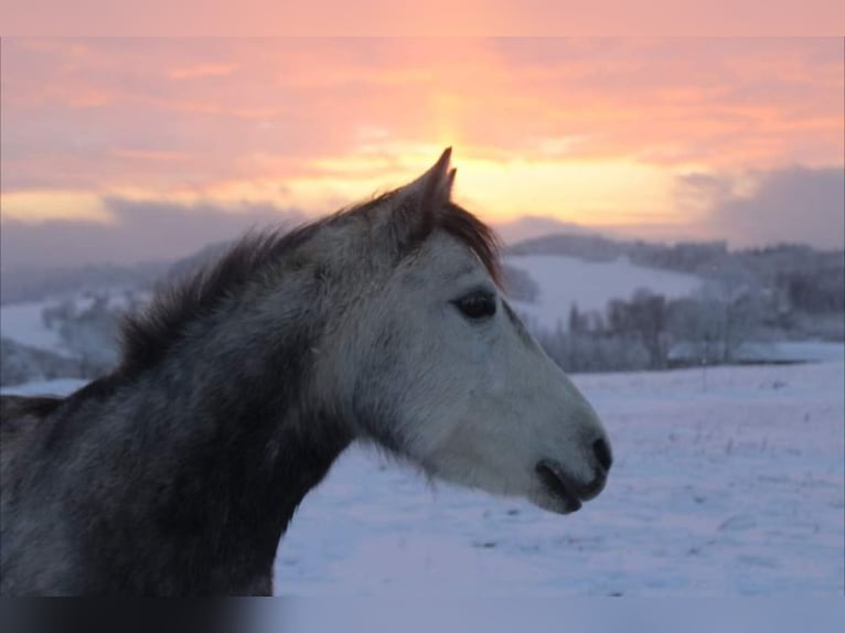 Autres races Jument 7 Ans 123 cm Gris pommelé in Wurzbach