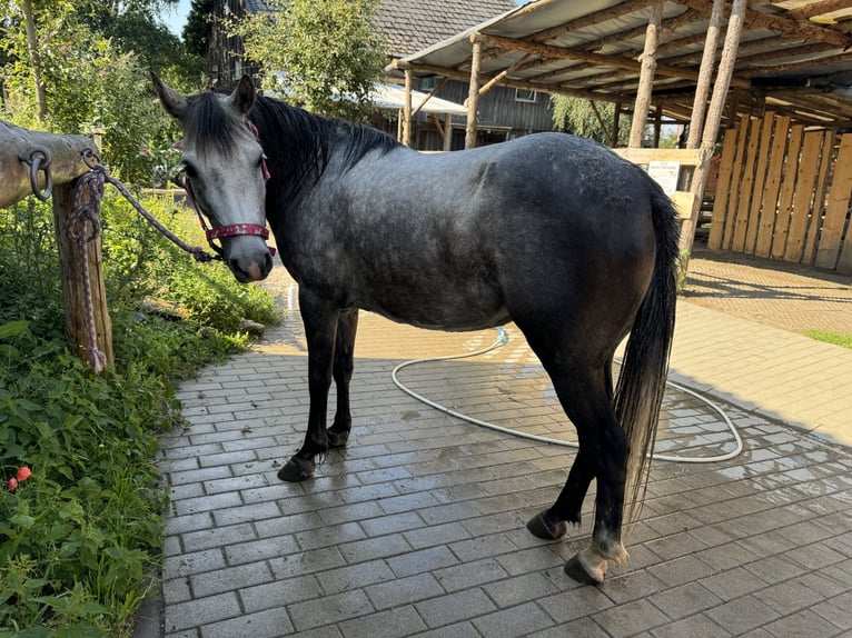 Autres races Jument 7 Ans 123 cm Gris pommelé in Wurzbach