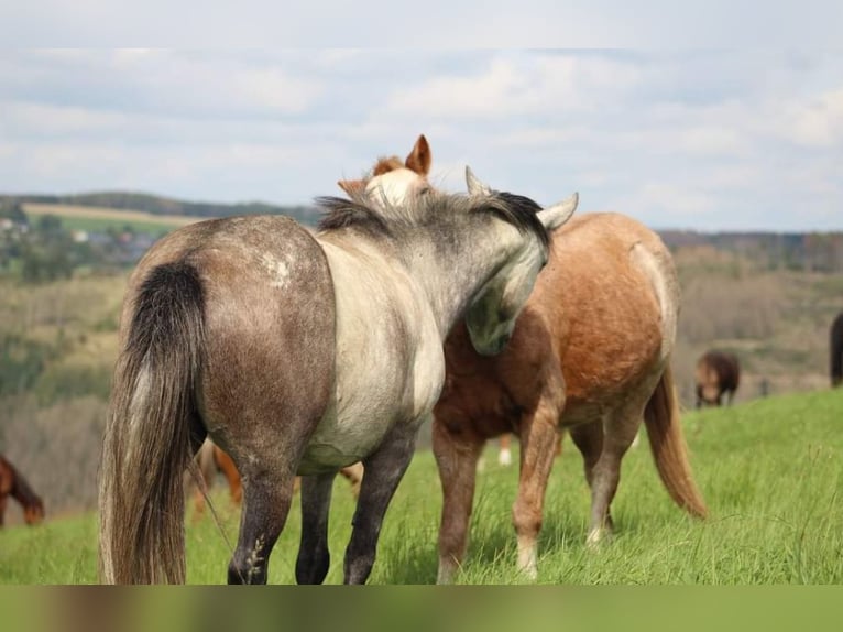 Autres races Jument 7 Ans 123 cm Gris pommelé in Wurzbach