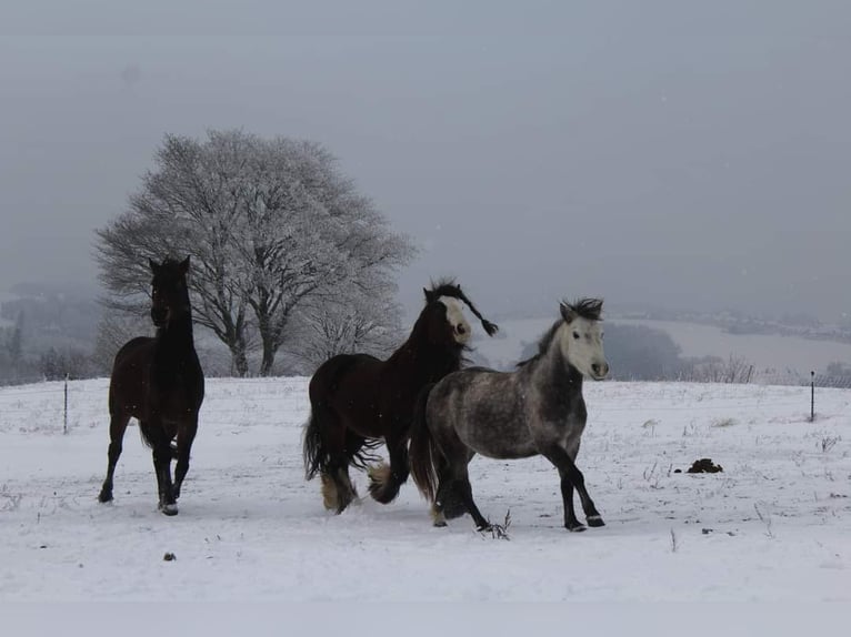 Autres races Jument 7 Ans 123 cm Gris pommelé in Wurzbach