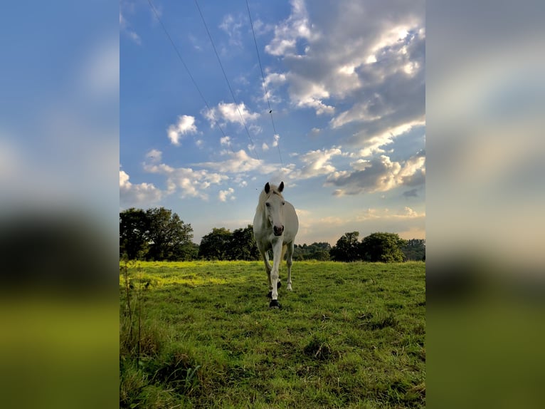 Autres races Jument 7 Ans 138 cm Blanc in Pluvigner