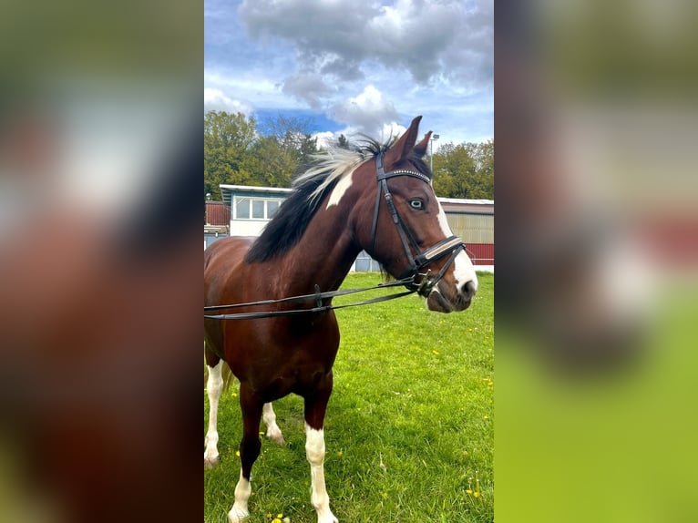 Autres races Croisé Jument 7 Ans 140 cm  in Ganderkesee