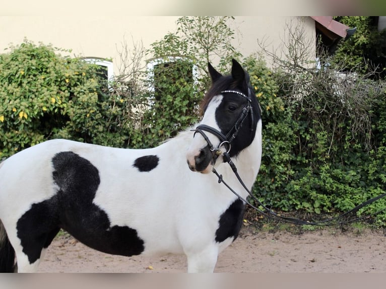 Autres races Jument 7 Ans 143 cm Pinto in Sonnefeld