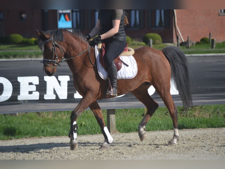 Autres races Jument 7 Ans 146 cm Bai in Breda