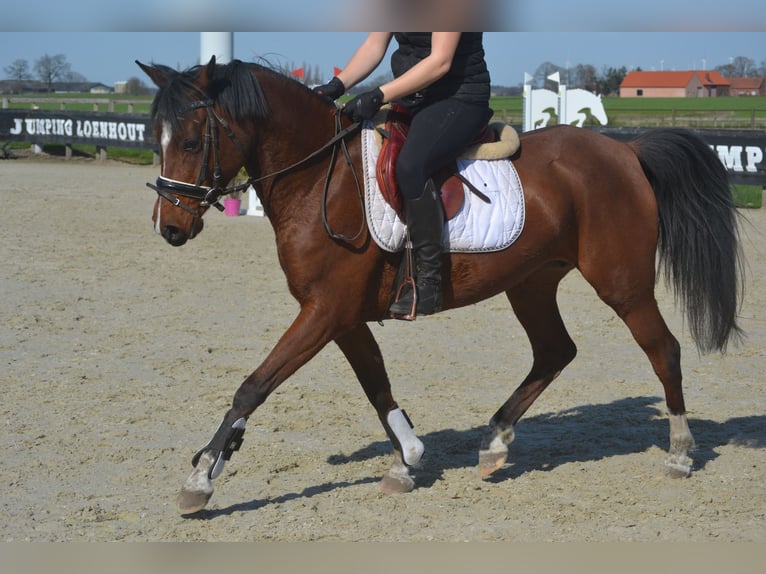 Autres races Jument 7 Ans 146 cm Bai in Breda
