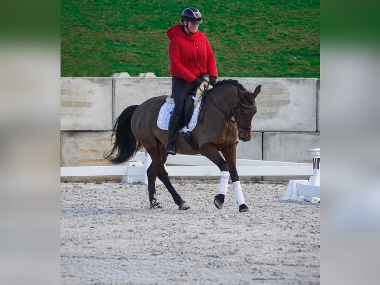 Autres races Jument 7 Ans 146 cm Bai in Nettersheim