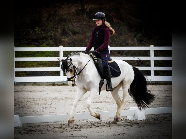 Autres races Jument 7 Ans 146 cm Pinto in Nettersheim