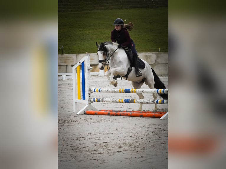 Autres races Jument 7 Ans 146 cm Pinto in Nettersheim