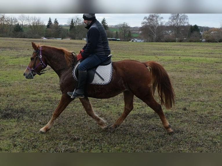 Autres races Jument 7 Ans 147 cm Alezan in Buttstädt
