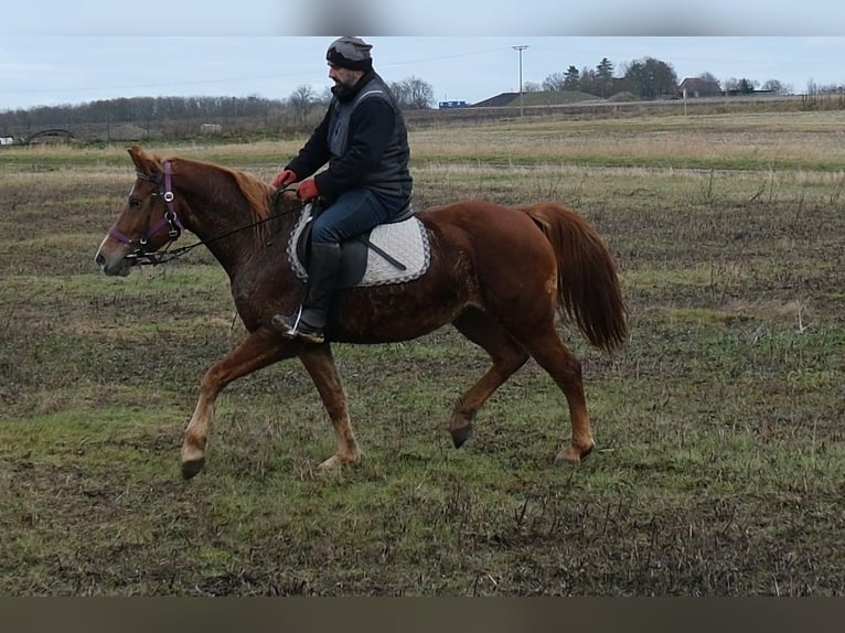 Autres races Jument 7 Ans 147 cm Alezan in Buttst&#xE4;dt