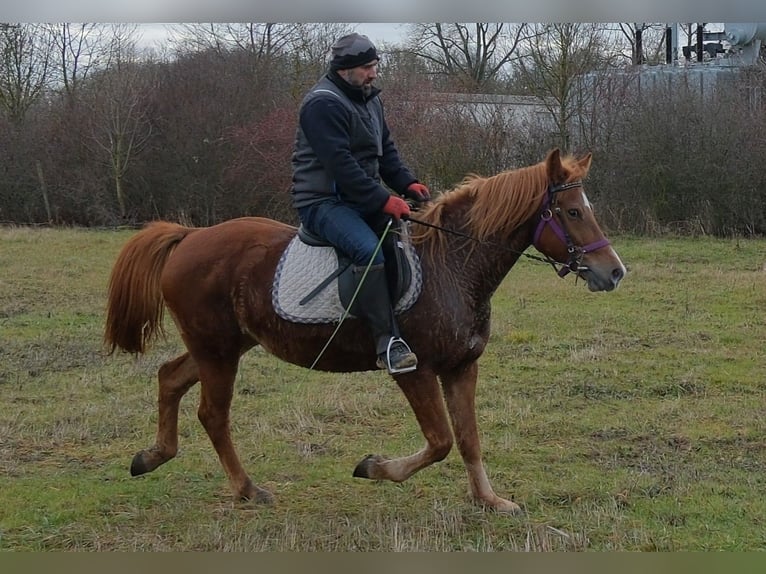 Autres races Jument 7 Ans 147 cm Alezan in Buttstädt