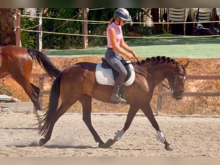 Autres races Jument 7 Ans 147 cm Bai brun in Coin