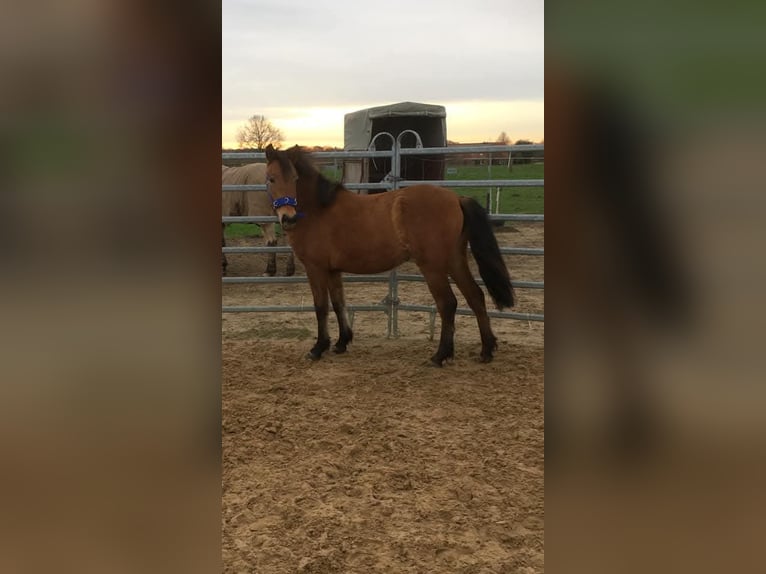Autres races Jument 7 Ans 148 cm Buckskin in Borken