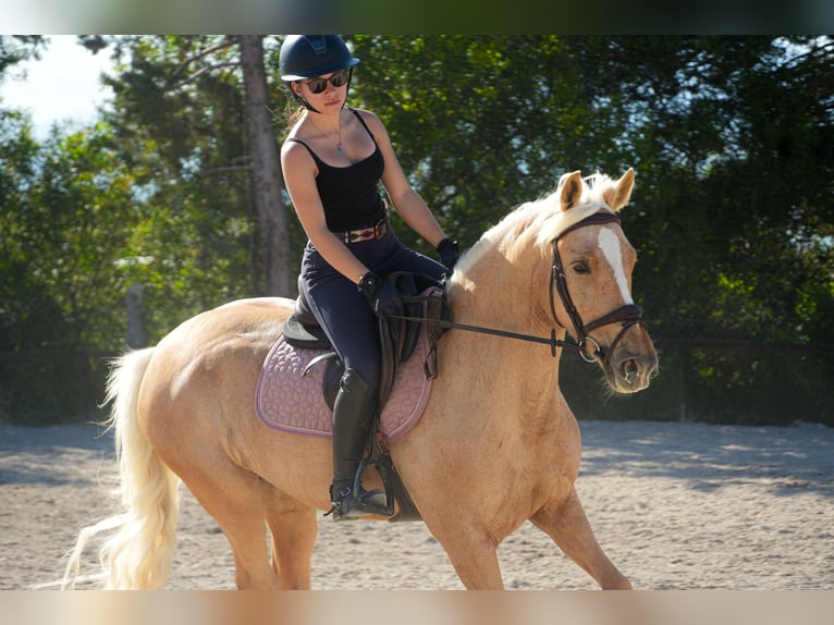 Autres races Croisé Jument 7 Ans 148 cm in Alhaur&#xED;n de la Torre