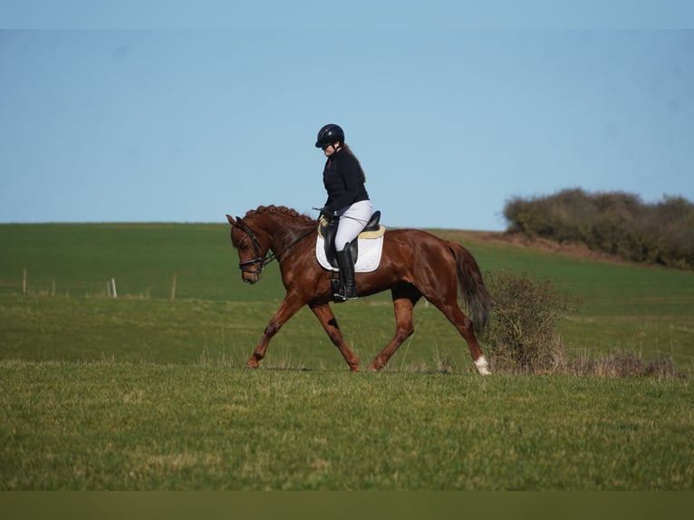 Autres races Jument 7 Ans 152 cm Alezan brûlé in Nettersheim