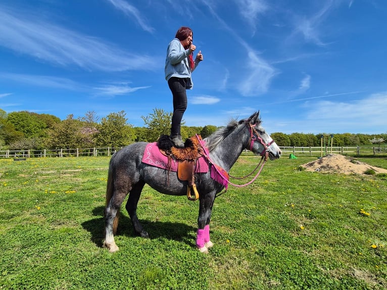 Autres races Jument 7 Ans 155 cm Gris pommelé in Linkenbach