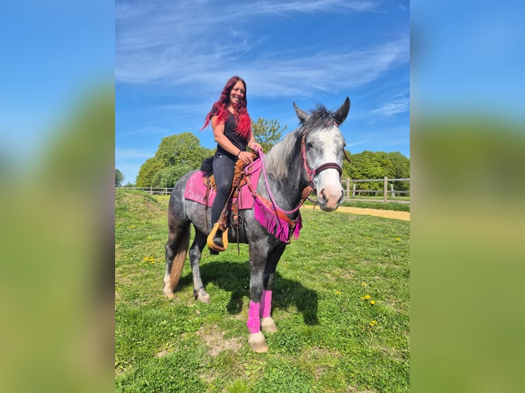 Autres races Jument 7 Ans 155 cm Gris pommelé in Linkenbach