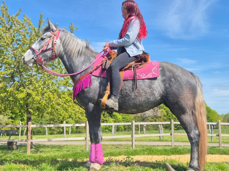 Autres races Jument 7 Ans 155 cm Gris pommelé in Linkenbach