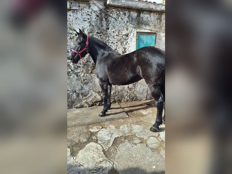 Autres races Jument 7 Ans 155 cm Noir in Solarino