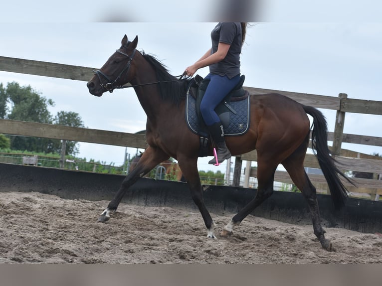 Autres races Jument 7 Ans 157 cm Bai brun in Achtmaal