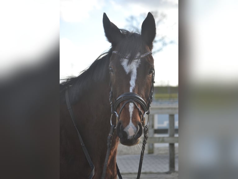 Autres races Jument 7 Ans 158 cm Bai in Breda