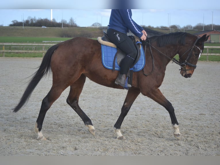 Autres races Jument 7 Ans 158 cm Bai in Breda