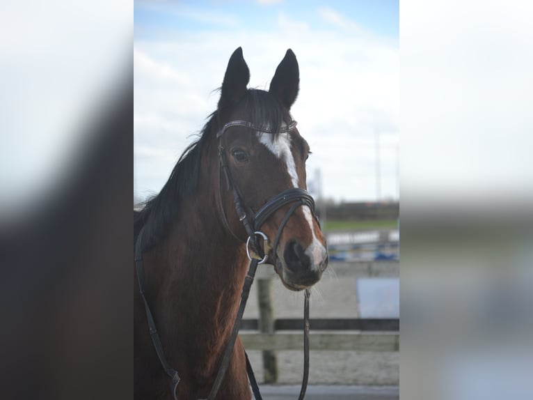 Autres races Jument 7 Ans 158 cm Bai in Breda