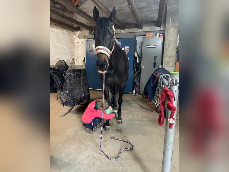 Autres races Jument 7 Ans 160 cm Bai brun in Grefrath