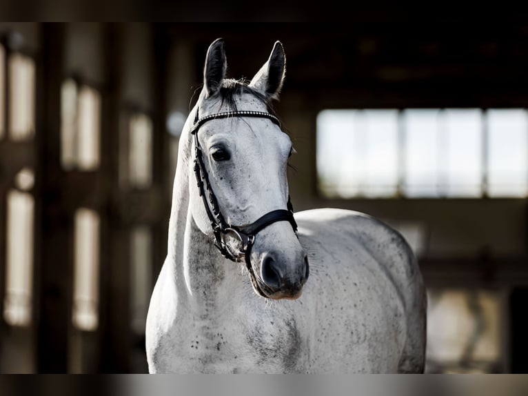 Autres races Croisé Jument 7 Ans 160 cm Gris in Vilnius