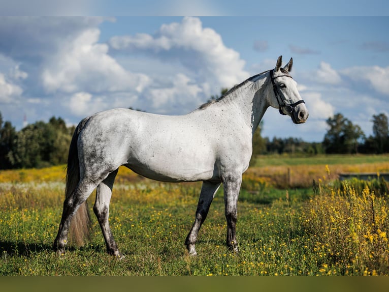 Autres races Croisé Jument 7 Ans 160 cm Gris in Vilnius