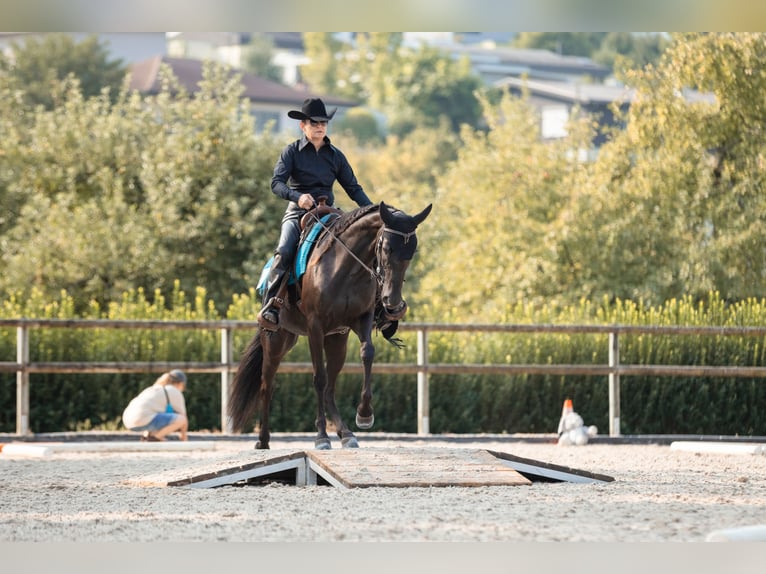 Autres races Jument 7 Ans 160 cm Noir in Edlibach