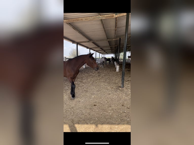 Autres races Croisé Jument 7 Ans 165 cm Bai cerise in Jerez de la Frontera