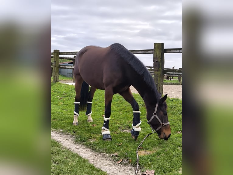 Autres races Jument 7 Ans 165 cm Bai in Vieux-condé