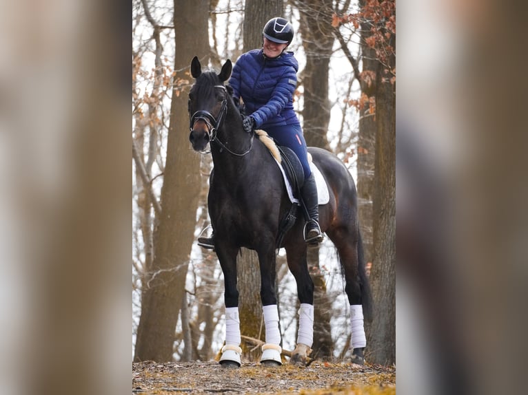 Autres races Jument 7 Ans 165 cm Bai in Nettersheim