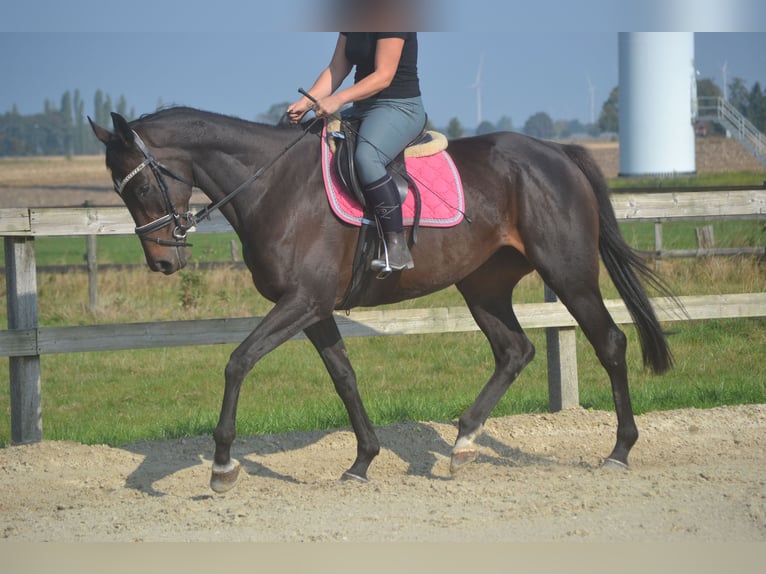 Autres races Jument 7 Ans 167 cm Bai brun foncé in Breda