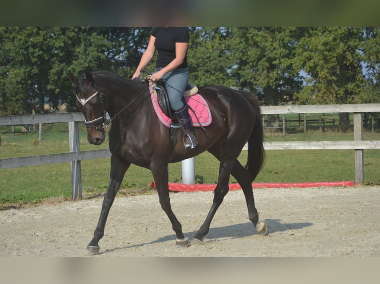 Autres races Jument 7 Ans 167 cm Bai brun foncé in Breda