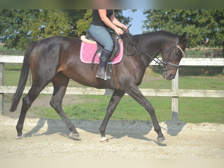 Autres races Jument 7 Ans 167 cm Bai brun foncé in Breda