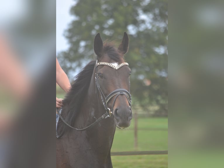 Autres races Jument 7 Ans 167 cm Bai brun foncé in Breda