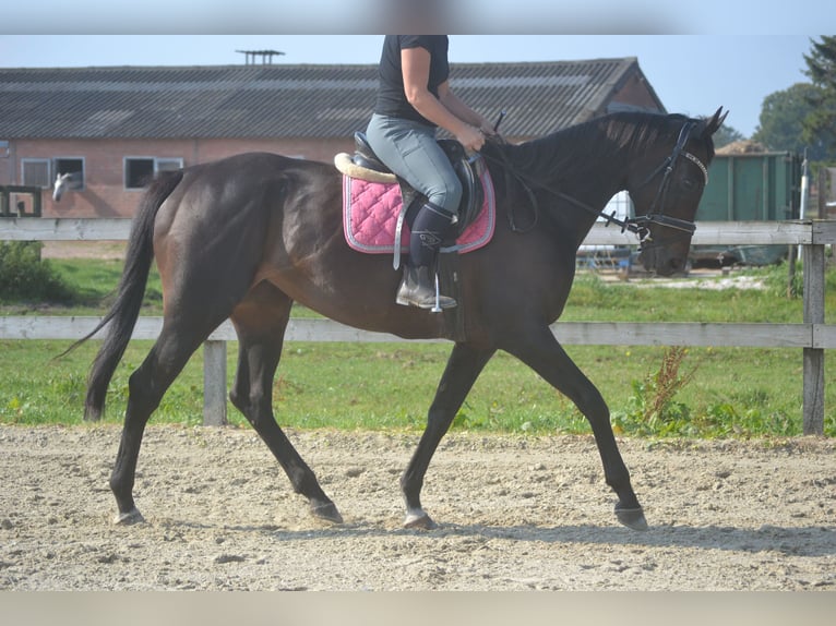Autres races Jument 7 Ans 167 cm Bai brun foncé in Breda